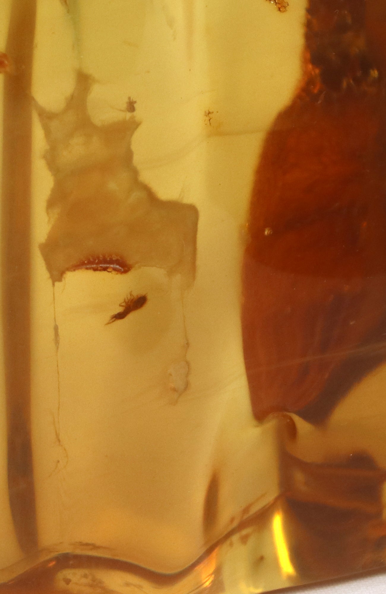 Amber Piece with insects